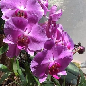 Meet your Posher, Adam